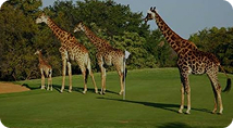 Safari Golf